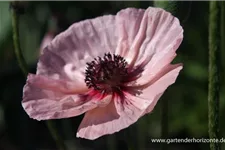 Papaver orientale 'Karine' 1 Liter Topf 