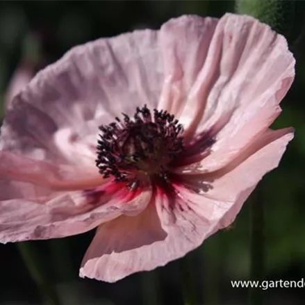 Papaver orientale 'Karine'