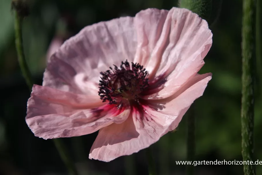 Papaver orientale 'Karine' 1 Liter Topf 