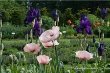 Papaver orientale 'Karine' 1 Liter Topf 