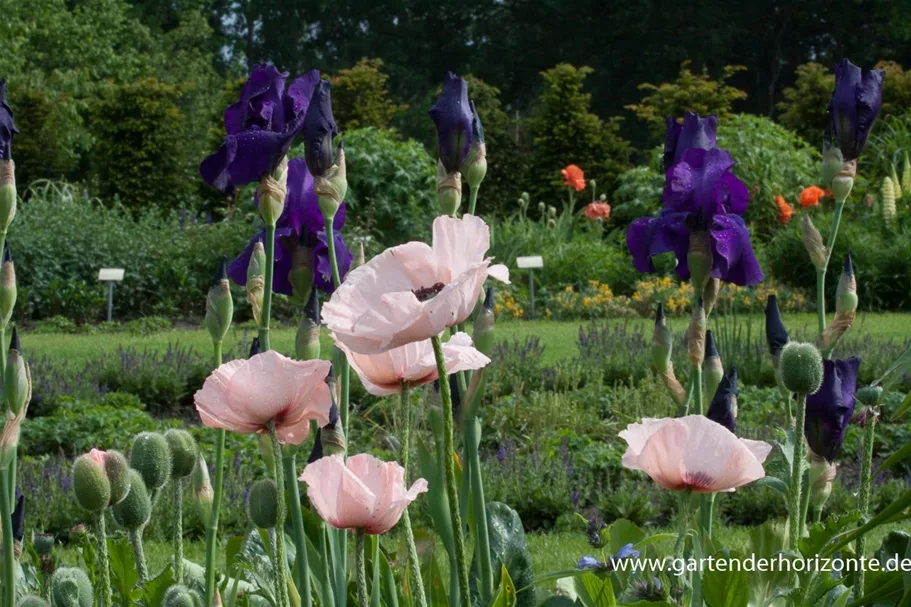 Papaver orientale 'Karine' 1 Liter Topf 