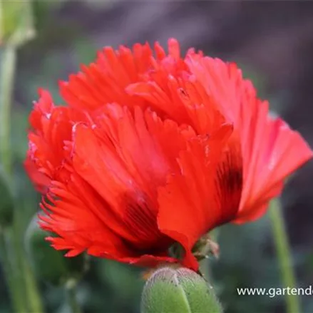 Papaver orientale 'Türkenlouis'