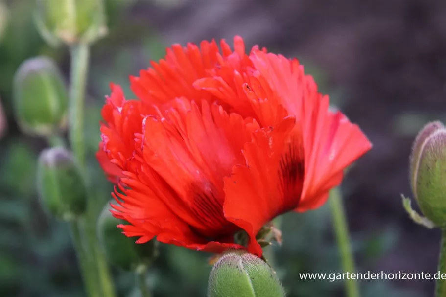 Papaver orientale 'Türkenlouis' 9 x 9 cm Topf 0,5 Liter 