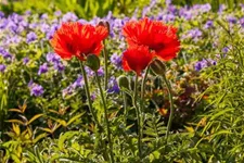 Papaver orientale 'Türkenlouis' 9 x 9 cm Topf 0,5 Liter 