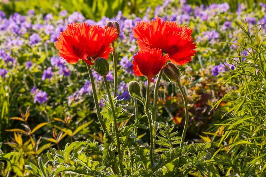 Papaver orientale 'Türkenlouis' 9 x 9 cm Topf 0,5 Liter 