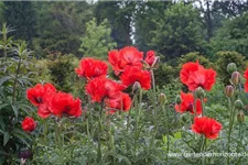 Papaver orientale 'Türkenlouis' 9 x 9 cm Topf 0,5 Liter 