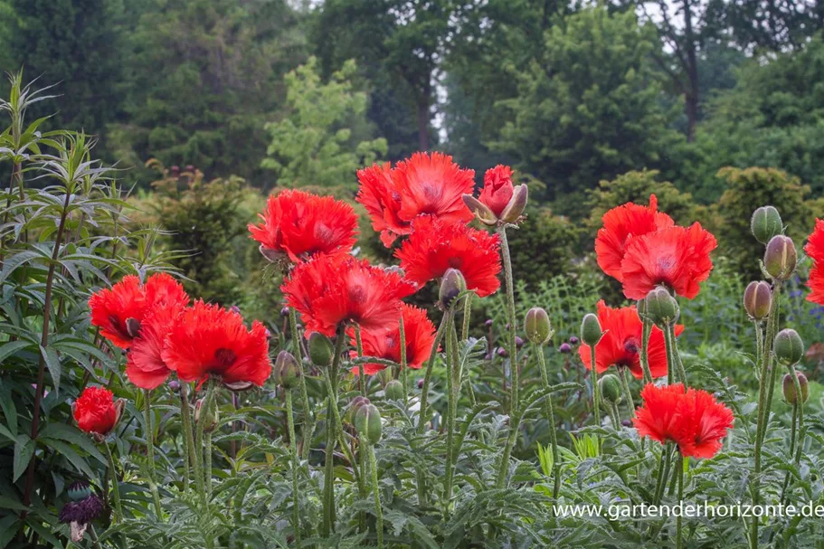 Papaver orientale 'Türkenlouis' 9 x 9 cm Topf 0,5 Liter 