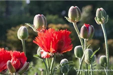 Papaver orientale 'Türkenlouis' 9 x 9 cm Topf 0,5 Liter 