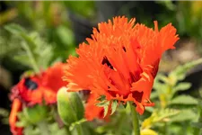 Papaver orientale 'Türkenlouis' 9 x 9 cm Topf 0,5 Liter 