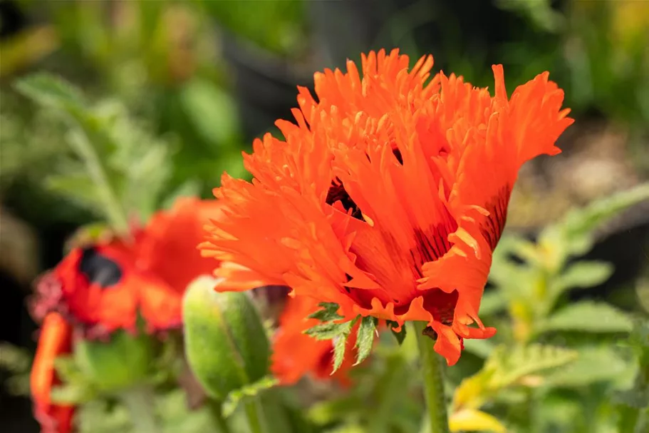 Papaver orientale 'Türkenlouis' 9 x 9 cm Topf 0,5 Liter 