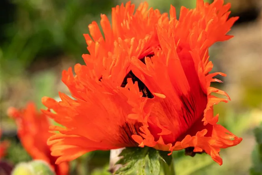 Papaver orientale 'Türkenlouis' 9 x 9 cm Topf 0,5 Liter 