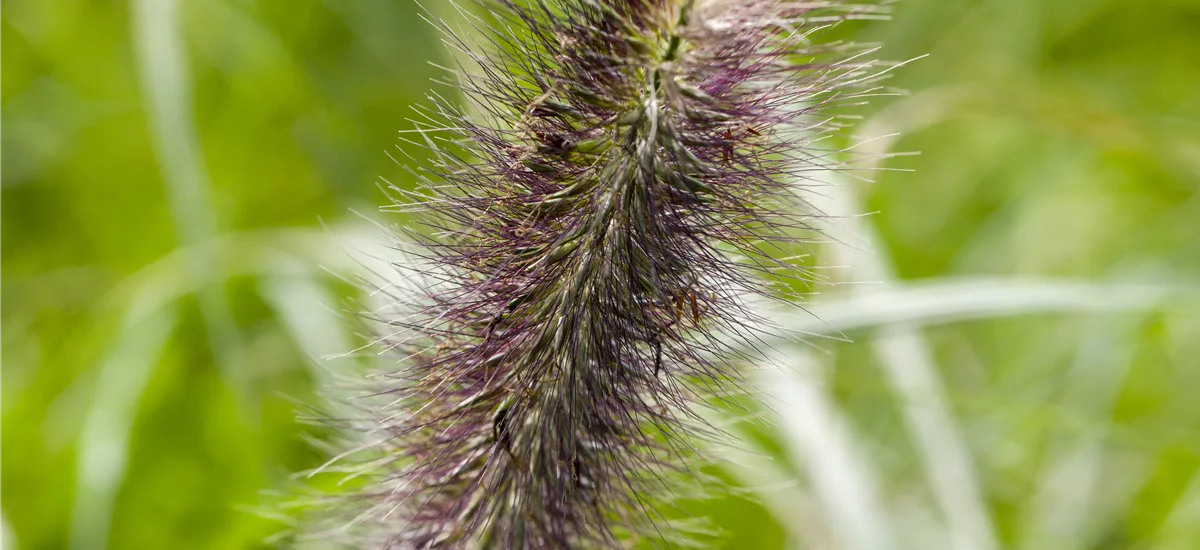 Pennisetum alopecuroides 'Japonicum' 9 x 9 cm Topf 0,5 Liter 