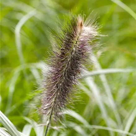 Pennisetum alopecuroides 'Japonicum'