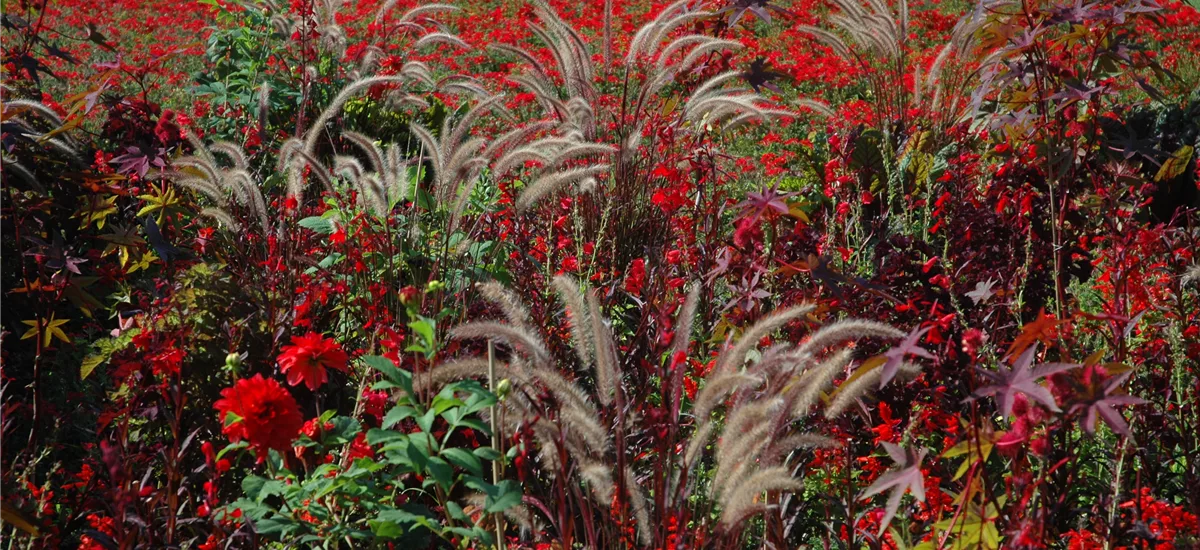 Pennisetum orientale 9 x 9 cm Topf 0,5 Liter 