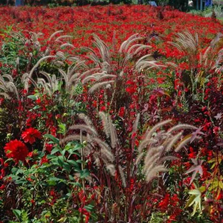 Pennisetum orientale