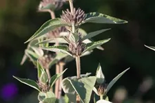 Phlomis samia 9 x 9 cm Topf 0,5 Liter 