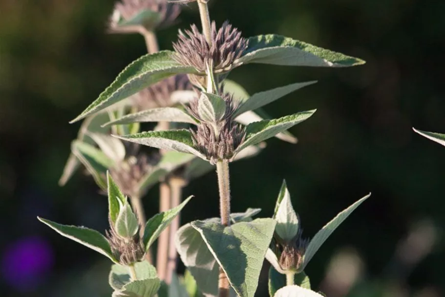 Phlomis samia 9 x 9 cm Topf 0,5 Liter 