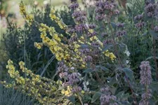 Phlomis samia 9 x 9 cm Topf 0,5 Liter 