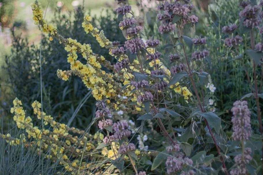 Phlomis samia 9 x 9 cm Topf 0,5 Liter 