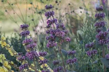 Phlomis samia 9 x 9 cm Topf 0,5 Liter 