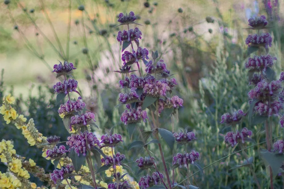 Phlomis samia 9 x 9 cm Topf 0,5 Liter 