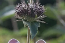 Phlomis samia 9 x 9 cm Topf 0,5 Liter 