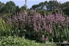 Phlomis tuberosa 9 x 9 cm Topf 0,5 Liter 