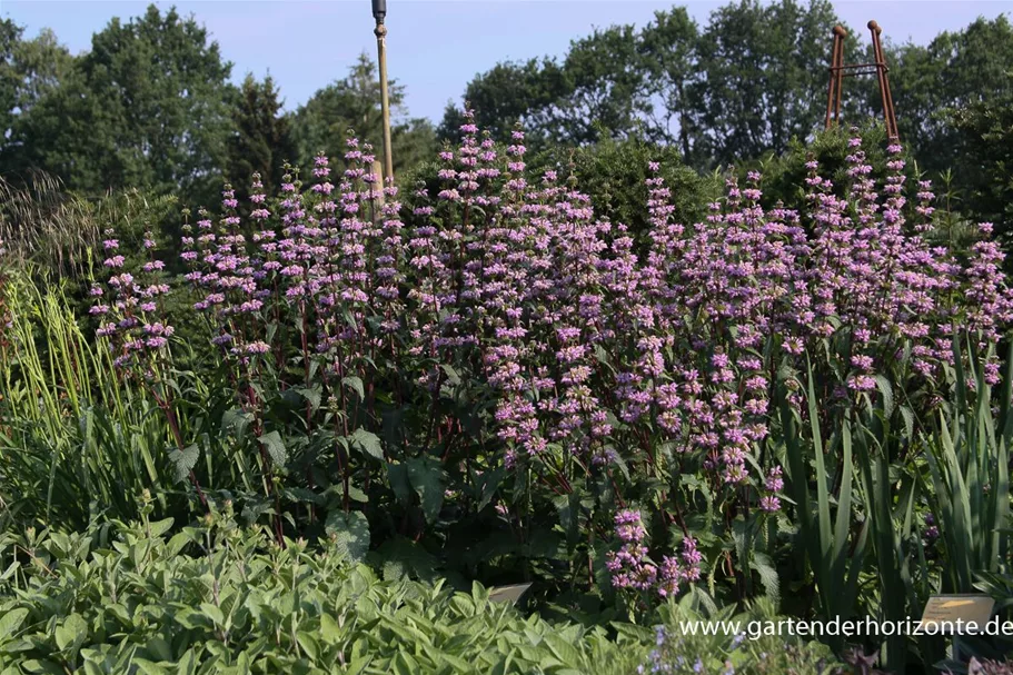 Phlomis tuberosa 9 x 9 cm Topf 0,5 Liter 