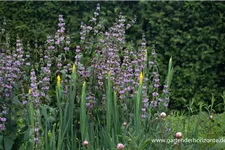 Phlomis tuberosa 9 x 9 cm Topf 0,5 Liter 