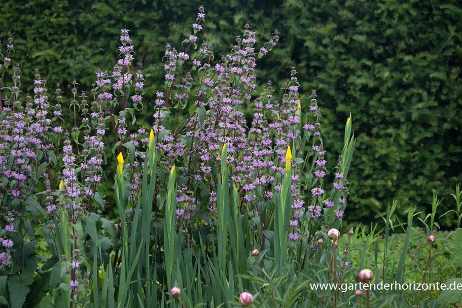 Phlomis tuberosa 9 x 9 cm Topf 0,5 Liter 