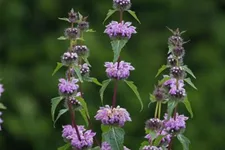 Phlomis tuberosa 9 x 9 cm Topf 0,5 Liter 