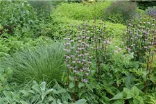 Phlomis tuberosa 9 x 9 cm Topf 0,5 Liter 