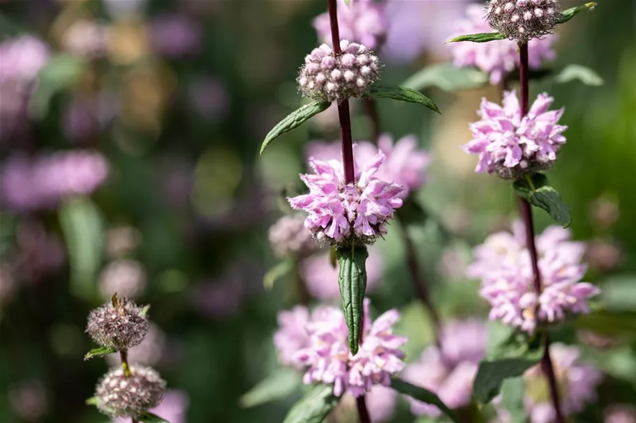 Phlomis tuberosa 9 x 9 cm Topf 0,5 Liter 