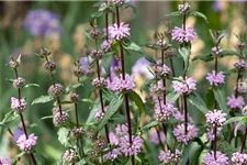 Phlomis tuberosa 9 x 9 cm Topf 0,5 Liter 