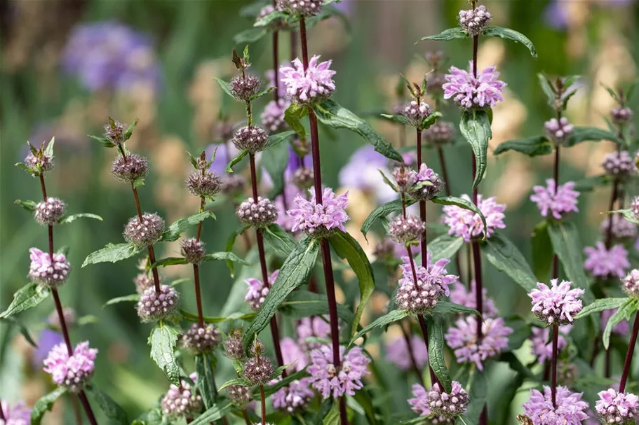 Phlomis tuberosa 9 x 9 cm Topf 0,5 Liter 