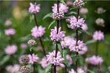 Phlomis tuberosa 9 x 9 cm Topf 0,5 Liter 