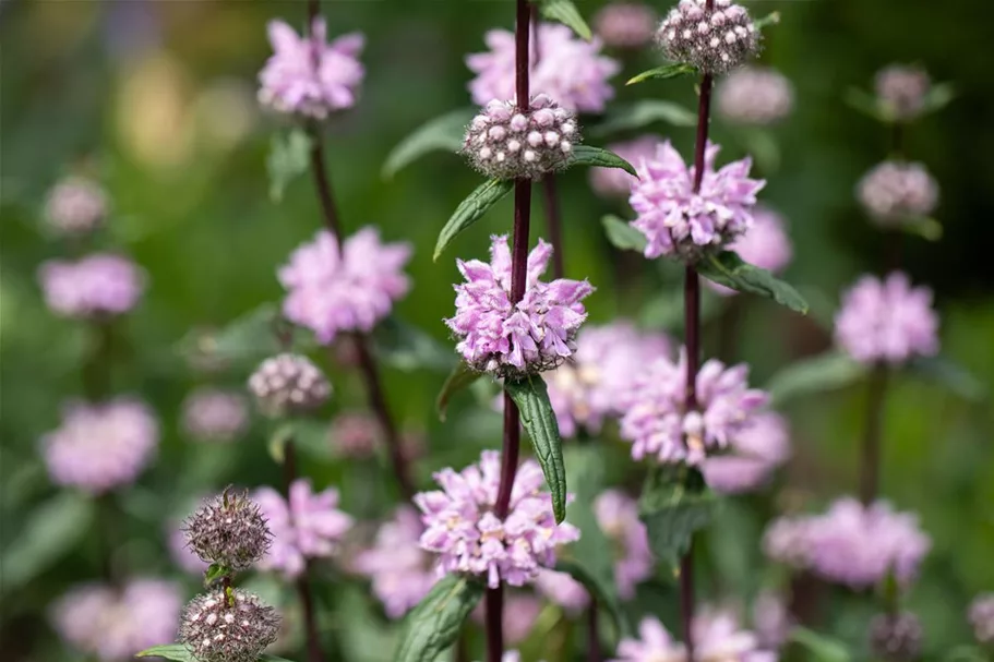 Phlomis tuberosa 9 x 9 cm Topf 0,5 Liter 