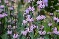 Phlomis tuberosa 9 x 9 cm Topf 0,5 Liter 