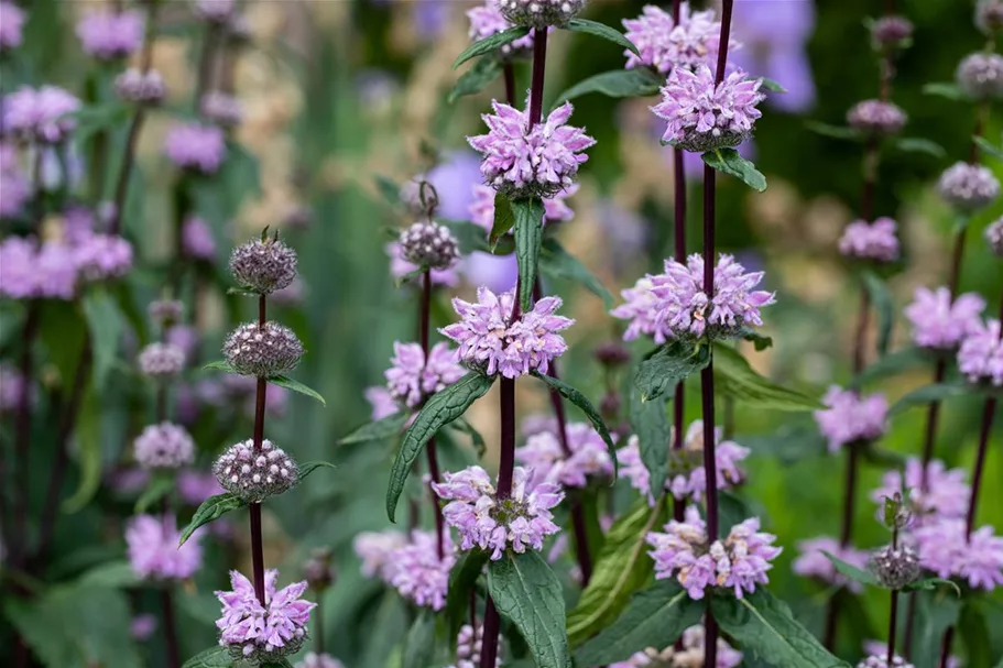 Phlomis tuberosa 9 x 9 cm Topf 0,5 Liter 