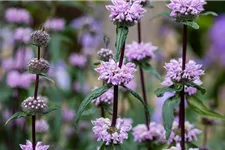 Phlomis tuberosa 9 x 9 cm Topf 0,5 Liter 