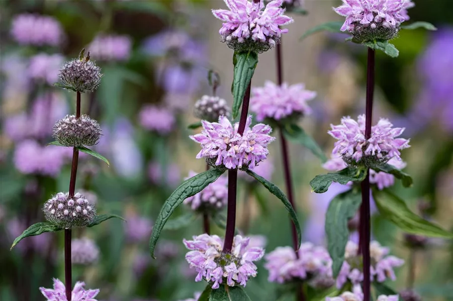 Phlomis tuberosa 9 x 9 cm Topf 0,5 Liter 