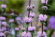 Phlomis tuberosa 9 x 9 cm Topf 0,5 Liter 