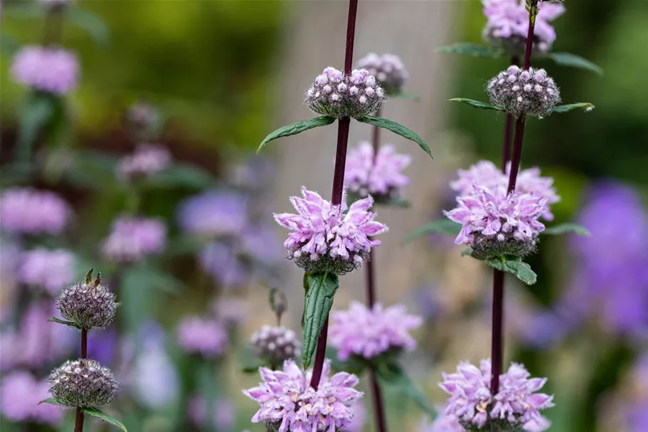 Phlomis tuberosa 9 x 9 cm Topf 0,5 Liter 