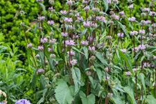 Phlomis tuberosa 9 x 9 cm Topf 0,5 Liter 