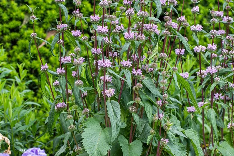 Phlomis tuberosa 9 x 9 cm Topf 0,5 Liter 