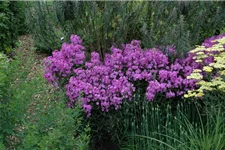 Phlox carolina 'Rose Bouquet' -R- 1 Liter Topf 