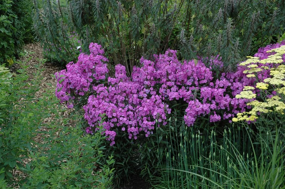 Phlox carolina 'Rose Bouquet' -R- 1 Liter Topf 