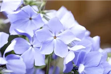 Phlox divaricata 'Blue Moon' 9 x 9 cm Topf 0,5 Liter 