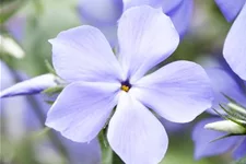 Phlox divaricata 'Blue Moon' 9 x 9 cm Topf 0,5 Liter 