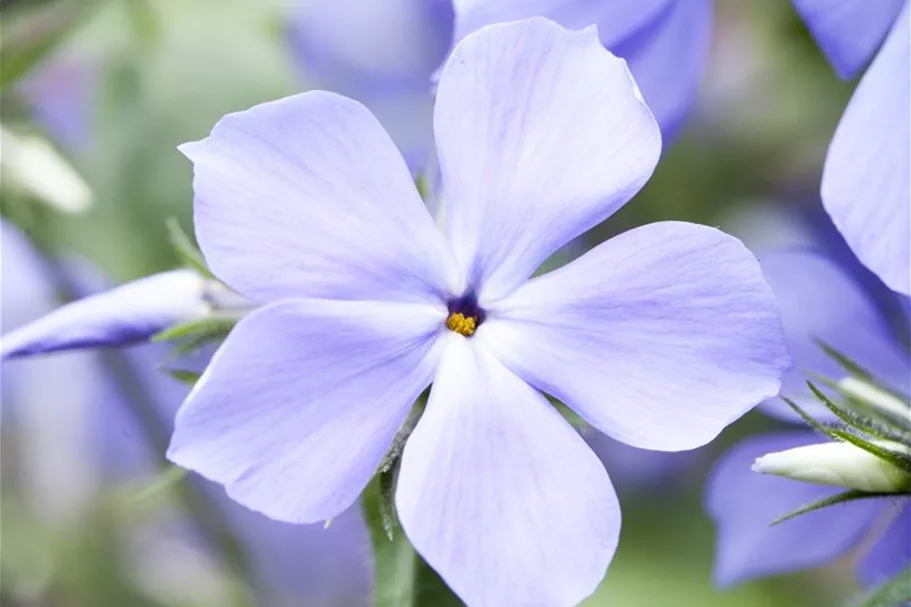 Phlox divaricata 'Blue Moon' 9 x 9 cm Topf 0,5 Liter 